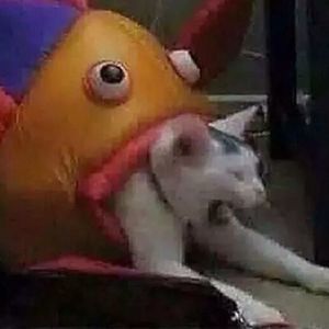 Meet your Posher, Adrian